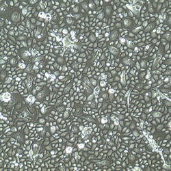 子宫内膜（上皮）细胞 FC-0078 End