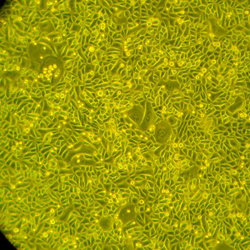 人表皮角质细胞-成人 FC-0025 Ep