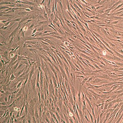 骨髓间充质干细胞 FC-0057 Norma